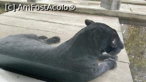 [P11] pantera neagra » foto by elenaadina
 - 
<span class="allrVoted glyphicon glyphicon-heart hidden" id="av1537909"></span>
<a class="m-l-10 hidden" id="sv1537909" onclick="voting_Foto_DelVot(,1537909,4636)" role="button">șterge vot <span class="glyphicon glyphicon-remove"></span></a>
<a id="v91537909" class=" c-red"  onclick="voting_Foto_SetVot(1537909)" role="button"><span class="glyphicon glyphicon-heart-empty"></span> <b>LIKE</b> = Votează poza</a> <img class="hidden"  id="f1537909W9" src="/imagini/loader.gif" border="0" /><span class="AjErrMes hidden" id="e1537909ErM"></span>