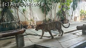 [P12] ghepard la plimbare » foto by elenaadina
 - 
<span class="allrVoted glyphicon glyphicon-heart hidden" id="av1537910"></span>
<a class="m-l-10 hidden" id="sv1537910" onclick="voting_Foto_DelVot(,1537910,4636)" role="button">șterge vot <span class="glyphicon glyphicon-remove"></span></a>
<a id="v91537910" class=" c-red"  onclick="voting_Foto_SetVot(1537910)" role="button"><span class="glyphicon glyphicon-heart-empty"></span> <b>LIKE</b> = Votează poza</a> <img class="hidden"  id="f1537910W9" src="/imagini/loader.gif" border="0" /><span class="AjErrMes hidden" id="e1537910ErM"></span>