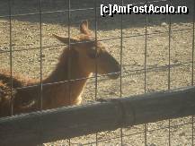 [P10] Nu-i Gilete e o lama alpaca !!! » foto by RobertCodescu
 - 
<span class="allrVoted glyphicon glyphicon-heart hidden" id="av165952"></span>
<a class="m-l-10 hidden" id="sv165952" onclick="voting_Foto_DelVot(,165952,4638)" role="button">șterge vot <span class="glyphicon glyphicon-remove"></span></a>
<a id="v9165952" class=" c-red"  onclick="voting_Foto_SetVot(165952)" role="button"><span class="glyphicon glyphicon-heart-empty"></span> <b>LIKE</b> = Votează poza</a> <img class="hidden"  id="f165952W9" src="/imagini/loader.gif" border="0" /><span class="AjErrMes hidden" id="e165952ErM"></span>