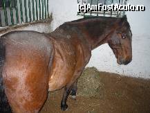 [P19] Clubul de Calarie Riding - Un cal murg in boxa. » foto by Horia
 - 
<span class="allrVoted glyphicon glyphicon-heart hidden" id="av173320"></span>
<a class="m-l-10 hidden" id="sv173320" onclick="voting_Foto_DelVot(,173320,4638)" role="button">șterge vot <span class="glyphicon glyphicon-remove"></span></a>
<a id="v9173320" class=" c-red"  onclick="voting_Foto_SetVot(173320)" role="button"><span class="glyphicon glyphicon-heart-empty"></span> <b>LIKE</b> = Votează poza</a> <img class="hidden"  id="f173320W9" src="/imagini/loader.gif" border="0" /><span class="AjErrMes hidden" id="e173320ErM"></span>