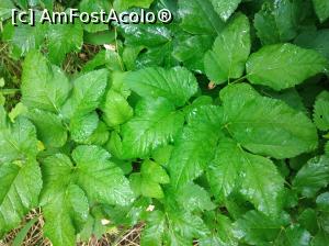 [P23] Vegetație în Podișul Someșan » foto by Mioritik
 - 
<span class="allrVoted glyphicon glyphicon-heart hidden" id="av1247352"></span>
<a class="m-l-10 hidden" id="sv1247352" onclick="voting_Foto_DelVot(,1247352,4656)" role="button">șterge vot <span class="glyphicon glyphicon-remove"></span></a>
<a id="v91247352" class=" c-red"  onclick="voting_Foto_SetVot(1247352)" role="button"><span class="glyphicon glyphicon-heart-empty"></span> <b>LIKE</b> = Votează poza</a> <img class="hidden"  id="f1247352W9" src="/imagini/loader.gif" border="0" /><span class="AjErrMes hidden" id="e1247352ErM"></span>
