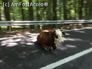 [P21] Drumul spre Sapanta are si obstacole care nu se sinchiseau de soferi, ceva la genul 'Pe aici nu se trece' decat prin ocolire » foto by mishu
 - 
<span class="allrVoted glyphicon glyphicon-heart hidden" id="av889939"></span>
<a class="m-l-10 hidden" id="sv889939" onclick="voting_Foto_DelVot(,889939,4656)" role="button">șterge vot <span class="glyphicon glyphicon-remove"></span></a>
<a id="v9889939" class=" c-red"  onclick="voting_Foto_SetVot(889939)" role="button"><span class="glyphicon glyphicon-heart-empty"></span> <b>LIKE</b> = Votează poza</a> <img class="hidden"  id="f889939W9" src="/imagini/loader.gif" border="0" /><span class="AjErrMes hidden" id="e889939ErM"></span>