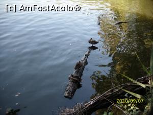 [P50] Lacul și locatarii lui ... » foto by puiutea
 - 
<span class="allrVoted glyphicon glyphicon-heart hidden" id="av1189237"></span>
<a class="m-l-10 hidden" id="sv1189237" onclick="voting_Foto_DelVot(,1189237,4656)" role="button">șterge vot <span class="glyphicon glyphicon-remove"></span></a>
<a id="v91189237" class=" c-red"  onclick="voting_Foto_SetVot(1189237)" role="button"><span class="glyphicon glyphicon-heart-empty"></span> <b>LIKE</b> = Votează poza</a> <img class="hidden"  id="f1189237W9" src="/imagini/loader.gif" border="0" /><span class="AjErrMes hidden" id="e1189237ErM"></span>