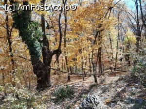 [P02] octombrie 2018, sus pe Tîmpa » foto by anamaria_2010
 - 
<span class="allrVoted glyphicon glyphicon-heart hidden" id="av1083729"></span>
<a class="m-l-10 hidden" id="sv1083729" onclick="voting_Foto_DelVot(,1083729,4656)" role="button">șterge vot <span class="glyphicon glyphicon-remove"></span></a>
<a id="v91083729" class=" c-red"  onclick="voting_Foto_SetVot(1083729)" role="button"><span class="glyphicon glyphicon-heart-empty"></span> <b>LIKE</b> = Votează poza</a> <img class="hidden"  id="f1083729W9" src="/imagini/loader.gif" border="0" /><span class="AjErrMes hidden" id="e1083729ErM"></span>