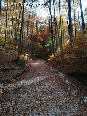 [P05] Drumul prin pădurea ce duce la Peștera Valea Cetății. În realitate e și mai frumos  » foto by anamaria_2010
 - 
<span class="allrVoted glyphicon glyphicon-heart hidden" id="av1083732"></span>
<a class="m-l-10 hidden" id="sv1083732" onclick="voting_Foto_DelVot(,1083732,4656)" role="button">șterge vot <span class="glyphicon glyphicon-remove"></span></a>
<a id="v91083732" class=" c-red"  onclick="voting_Foto_SetVot(1083732)" role="button"><span class="glyphicon glyphicon-heart-empty"></span> <b>LIKE</b> = Votează poza</a> <img class="hidden"  id="f1083732W9" src="/imagini/loader.gif" border="0" /><span class="AjErrMes hidden" id="e1083732ErM"></span>