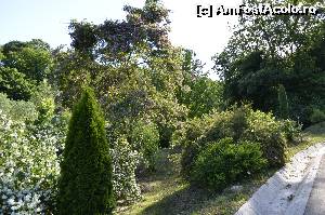 [P21] Parcul Dendrologic Alba Iulia » foto by csibicip
 - 
<span class="allrVoted glyphicon glyphicon-heart hidden" id="av649650"></span>
<a class="m-l-10 hidden" id="sv649650" onclick="voting_Foto_DelVot(,649650,4675)" role="button">șterge vot <span class="glyphicon glyphicon-remove"></span></a>
<a id="v9649650" class=" c-red"  onclick="voting_Foto_SetVot(649650)" role="button"><span class="glyphicon glyphicon-heart-empty"></span> <b>LIKE</b> = Votează poza</a> <img class="hidden"  id="f649650W9" src="/imagini/loader.gif" border="0" /><span class="AjErrMes hidden" id="e649650ErM"></span>