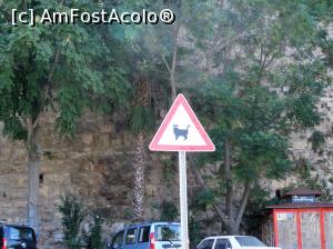 [P11] Atentie la... Miaooo! pisica este un animal protejat in Turcia » foto by jimmybitza*
 - 
<span class="allrVoted glyphicon glyphicon-heart hidden" id="av840792"></span>
<a class="m-l-10 hidden" id="sv840792" onclick="voting_Foto_DelVot(,840792,4692)" role="button">șterge vot <span class="glyphicon glyphicon-remove"></span></a>
<a id="v9840792" class=" c-red"  onclick="voting_Foto_SetVot(840792)" role="button"><span class="glyphicon glyphicon-heart-empty"></span> <b>LIKE</b> = Votează poza</a> <img class="hidden"  id="f840792W9" src="/imagini/loader.gif" border="0" /><span class="AjErrMes hidden" id="e840792ErM"></span>