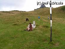 [P19] Cativa frumosi si prietenosi cai langa lacul de la Tigai » foto by ionescunic
 - 
<span class="allrVoted glyphicon glyphicon-heart hidden" id="av74758"></span>
<a class="m-l-10 hidden" id="sv74758" onclick="voting_Foto_DelVot(,74758,4696)" role="button">șterge vot <span class="glyphicon glyphicon-remove"></span></a>
<a id="v974758" class=" c-red"  onclick="voting_Foto_SetVot(74758)" role="button"><span class="glyphicon glyphicon-heart-empty"></span> <b>LIKE</b> = Votează poza</a> <img class="hidden"  id="f74758W9" src="/imagini/loader.gif" border="0" /><span class="AjErrMes hidden" id="e74758ErM"></span>