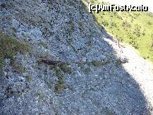 [P18] Lespedea de piatra ce trebuie depasita in locul numit 'La Lanturi' » foto by Claudiu U.
 - 
<span class="allrVoted glyphicon glyphicon-heart hidden" id="av274977"></span>
<a class="m-l-10 hidden" id="sv274977" onclick="voting_Foto_DelVot(,274977,4696)" role="button">șterge vot <span class="glyphicon glyphicon-remove"></span></a>
<a id="v9274977" class=" c-red"  onclick="voting_Foto_SetVot(274977)" role="button"><span class="glyphicon glyphicon-heart-empty"></span> <b>LIKE</b> = Votează poza</a> <img class="hidden"  id="f274977W9" src="/imagini/loader.gif" border="0" /><span class="AjErrMes hidden" id="e274977ErM"></span>