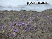 [P03] Primavara sau iarna? » foto by Claudiu U.
 - 
<span class="allrVoted glyphicon glyphicon-heart hidden" id="av327910"></span>
<a class="m-l-10 hidden" id="sv327910" onclick="voting_Foto_DelVot(,327910,4696)" role="button">șterge vot <span class="glyphicon glyphicon-remove"></span></a>
<a id="v9327910" class=" c-red"  onclick="voting_Foto_SetVot(327910)" role="button"><span class="glyphicon glyphicon-heart-empty"></span> <b>LIKE</b> = Votează poza</a> <img class="hidden"  id="f327910W9" src="/imagini/loader.gif" border="0" /><span class="AjErrMes hidden" id="e327910ErM"></span>