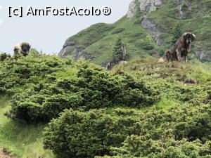 [P14] cainii ciobanesti ne-au ginit si au blocat poteca catre Vf. Ciucas » foto by Dan&Ema
 - 
<span class="allrVoted glyphicon glyphicon-heart hidden" id="av978838"></span>
<a class="m-l-10 hidden" id="sv978838" onclick="voting_Foto_DelVot(,978838,4696)" role="button">șterge vot <span class="glyphicon glyphicon-remove"></span></a>
<a id="v9978838" class=" c-red"  onclick="voting_Foto_SetVot(978838)" role="button"><span class="glyphicon glyphicon-heart-empty"></span> <b>LIKE</b> = Votează poza</a> <img class="hidden"  id="f978838W9" src="/imagini/loader.gif" border="0" /><span class="AjErrMes hidden" id="e978838ErM"></span>
