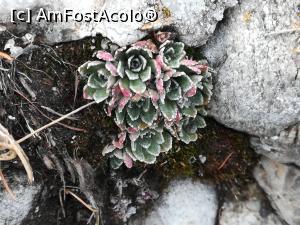 [P14] Și ceva floricele » foto by Mika
 - 
<span class="allrVoted glyphicon glyphicon-heart hidden" id="av1206297"></span>
<a class="m-l-10 hidden" id="sv1206297" onclick="voting_Foto_DelVot(,1206297,4696)" role="button">șterge vot <span class="glyphicon glyphicon-remove"></span></a>
<a id="v91206297" class=" c-red"  onclick="voting_Foto_SetVot(1206297)" role="button"><span class="glyphicon glyphicon-heart-empty"></span> <b>LIKE</b> = Votează poza</a> <img class="hidden"  id="f1206297W9" src="/imagini/loader.gif" border="0" /><span class="AjErrMes hidden" id="e1206297ErM"></span>