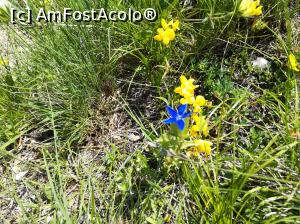 [P31] Floricica mică, albastră - Ghințură de colț » foto by Mika
 - 
<span class="allrVoted glyphicon glyphicon-heart hidden" id="av1080455"></span>
<a class="m-l-10 hidden" id="sv1080455" onclick="voting_Foto_DelVot(,1080455,4696)" role="button">șterge vot <span class="glyphicon glyphicon-remove"></span></a>
<a id="v91080455" class=" c-red"  onclick="voting_Foto_SetVot(1080455)" role="button"><span class="glyphicon glyphicon-heart-empty"></span> <b>LIKE</b> = Votează poza</a> <img class="hidden"  id="f1080455W9" src="/imagini/loader.gif" border="0" /><span class="AjErrMes hidden" id="e1080455ErM"></span>