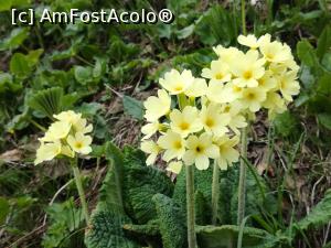 [P42] Mai sunt și floricele galbene » foto by Mika
 - 
<span class="allrVoted glyphicon glyphicon-heart hidden" id="av1167017"></span>
<a class="m-l-10 hidden" id="sv1167017" onclick="voting_Foto_DelVot(,1167017,4696)" role="button">șterge vot <span class="glyphicon glyphicon-remove"></span></a>
<a id="v91167017" class=" c-red"  onclick="voting_Foto_SetVot(1167017)" role="button"><span class="glyphicon glyphicon-heart-empty"></span> <b>LIKE</b> = Votează poza</a> <img class="hidden"  id="f1167017W9" src="/imagini/loader.gif" border="0" /><span class="AjErrMes hidden" id="e1167017ErM"></span>