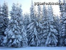 [P09] Belis » foto by catalinalupu
 - 
<span class="allrVoted glyphicon glyphicon-heart hidden" id="av43954"></span>
<a class="m-l-10 hidden" id="sv43954" onclick="voting_Foto_DelVot(,43954,4722)" role="button">șterge vot <span class="glyphicon glyphicon-remove"></span></a>
<a id="v943954" class=" c-red"  onclick="voting_Foto_SetVot(43954)" role="button"><span class="glyphicon glyphicon-heart-empty"></span> <b>LIKE</b> = Votează poza</a> <img class="hidden"  id="f43954W9" src="/imagini/loader.gif" border="0" /><span class="AjErrMes hidden" id="e43954ErM"></span>