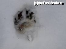 [P02] Muntii Iezer-Papusa >>> Culmea Vacarea - urma de urs » foto by boreal2007
 - 
<span class="allrVoted glyphicon glyphicon-heart hidden" id="av44001"></span>
<a class="m-l-10 hidden" id="sv44001" onclick="voting_Foto_DelVot(,44001,4725)" role="button">șterge vot <span class="glyphicon glyphicon-remove"></span></a>
<a id="v944001" class=" c-red"  onclick="voting_Foto_SetVot(44001)" role="button"><span class="glyphicon glyphicon-heart-empty"></span> <b>LIKE</b> = Votează poza</a> <img class="hidden"  id="f44001W9" src="/imagini/loader.gif" border="0" /><span class="AjErrMes hidden" id="e44001ErM"></span>