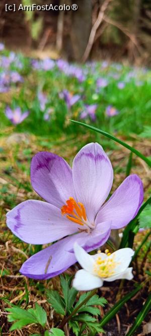 [P10] Br&acirc;ndușe, br&acirc;ndușe... » foto by tata123 🔱
 - 
<span class="allrVoted glyphicon glyphicon-heart hidden" id="av1422763"></span>
<a class="m-l-10 hidden" id="sv1422763" onclick="voting_Foto_DelVot(,1422763,4725)" role="button">șterge vot <span class="glyphicon glyphicon-remove"></span></a>
<a id="v91422763" class=" c-red"  onclick="voting_Foto_SetVot(1422763)" role="button"><span class="glyphicon glyphicon-heart-empty"></span> <b>LIKE</b> = Votează poza</a> <img class="hidden"  id="f1422763W9" src="/imagini/loader.gif" border="0" /><span class="AjErrMes hidden" id="e1422763ErM"></span>