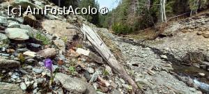 [P13] O br&acirc;ndușă singuratică... » foto by tata123 🔱
 - 
<span class="allrVoted glyphicon glyphicon-heart hidden" id="av1422766"></span>
<a class="m-l-10 hidden" id="sv1422766" onclick="voting_Foto_DelVot(,1422766,4725)" role="button">șterge vot <span class="glyphicon glyphicon-remove"></span></a>
<a id="v91422766" class=" c-red"  onclick="voting_Foto_SetVot(1422766)" role="button"><span class="glyphicon glyphicon-heart-empty"></span> <b>LIKE</b> = Votează poza</a> <img class="hidden"  id="f1422766W9" src="/imagini/loader.gif" border="0" /><span class="AjErrMes hidden" id="e1422766ErM"></span>