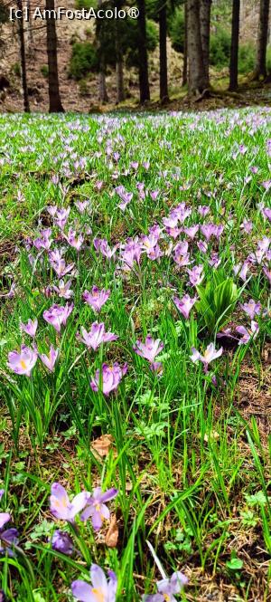 [P16] Br&acirc;ndușe, br&acirc;ndușe... » foto by tata123 🔱
 - 
<span class="allrVoted glyphicon glyphicon-heart hidden" id="av1422769"></span>
<a class="m-l-10 hidden" id="sv1422769" onclick="voting_Foto_DelVot(,1422769,4725)" role="button">șterge vot <span class="glyphicon glyphicon-remove"></span></a>
<a id="v91422769" class=" c-red"  onclick="voting_Foto_SetVot(1422769)" role="button"><span class="glyphicon glyphicon-heart-empty"></span> <b>LIKE</b> = Votează poza</a> <img class="hidden"  id="f1422769W9" src="/imagini/loader.gif" border="0" /><span class="AjErrMes hidden" id="e1422769ErM"></span>