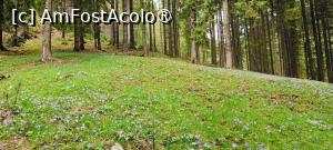 [P18] O poiană cu br&acirc;ndușe. » foto by tata123 🔱
 - 
<span class="allrVoted glyphicon glyphicon-heart hidden" id="av1422771"></span>
<a class="m-l-10 hidden" id="sv1422771" onclick="voting_Foto_DelVot(,1422771,4725)" role="button">șterge vot <span class="glyphicon glyphicon-remove"></span></a>
<a id="v91422771" class=" c-red"  onclick="voting_Foto_SetVot(1422771)" role="button"><span class="glyphicon glyphicon-heart-empty"></span> <b>LIKE</b> = Votează poza</a> <img class="hidden"  id="f1422771W9" src="/imagini/loader.gif" border="0" /><span class="AjErrMes hidden" id="e1422771ErM"></span>