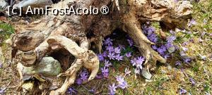 [P09] La adăpostul unei rădăcini... » foto by tata123 🔱
 - 
<span class="allrVoted glyphicon glyphicon-heart hidden" id="av1422762"></span>
<a class="m-l-10 hidden" id="sv1422762" onclick="voting_Foto_DelVot(,1422762,4725)" role="button">șterge vot <span class="glyphicon glyphicon-remove"></span></a>
<a id="v91422762" class=" c-red"  onclick="voting_Foto_SetVot(1422762)" role="button"><span class="glyphicon glyphicon-heart-empty"></span> <b>LIKE</b> = Votează poza</a> <img class="hidden"  id="f1422762W9" src="/imagini/loader.gif" border="0" /><span class="AjErrMes hidden" id="e1422762ErM"></span>