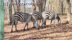 [P15] Zoo Tg.Mures, cateva zebre » foto by dorgo
 - 
<span class="allrVoted glyphicon glyphicon-heart hidden" id="av1397593"></span>
<a class="m-l-10 hidden" id="sv1397593" onclick="voting_Foto_DelVot(,1397593,4761)" role="button">șterge vot <span class="glyphicon glyphicon-remove"></span></a>
<a id="v91397593" class=" c-red"  onclick="voting_Foto_SetVot(1397593)" role="button"><span class="glyphicon glyphicon-heart-empty"></span> <b>LIKE</b> = Votează poza</a> <img class="hidden"  id="f1397593W9" src="/imagini/loader.gif" border="0" /><span class="AjErrMes hidden" id="e1397593ErM"></span>