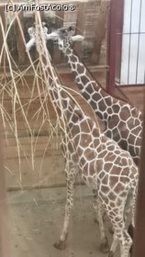 [P16] Zoo Tg.Mures, doua girafe » foto by dorgo
 - 
<span class="allrVoted glyphicon glyphicon-heart hidden" id="av1397594"></span>
<a class="m-l-10 hidden" id="sv1397594" onclick="voting_Foto_DelVot(,1397594,4761)" role="button">șterge vot <span class="glyphicon glyphicon-remove"></span></a>
<a id="v91397594" class=" c-red"  onclick="voting_Foto_SetVot(1397594)" role="button"><span class="glyphicon glyphicon-heart-empty"></span> <b>LIKE</b> = Votează poza</a> <img class="hidden"  id="f1397594W9" src="/imagini/loader.gif" border="0" /><span class="AjErrMes hidden" id="e1397594ErM"></span>