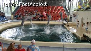 [P31] delfinariu » foto by black_mamba
 - 
<span class="allrVoted glyphicon glyphicon-heart hidden" id="av970442"></span>
<a class="m-l-10 hidden" id="sv970442" onclick="voting_Foto_DelVot(,970442,4765)" role="button">șterge vot <span class="glyphicon glyphicon-remove"></span></a>
<a id="v9970442" class=" c-red"  onclick="voting_Foto_SetVot(970442)" role="button"><span class="glyphicon glyphicon-heart-empty"></span> <b>LIKE</b> = Votează poza</a> <img class="hidden"  id="f970442W9" src="/imagini/loader.gif" border="0" /><span class="AjErrMes hidden" id="e970442ErM"></span>