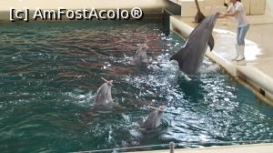 [P32] delfinariu » foto by black_mamba
 - 
<span class="allrVoted glyphicon glyphicon-heart hidden" id="av970443"></span>
<a class="m-l-10 hidden" id="sv970443" onclick="voting_Foto_DelVot(,970443,4765)" role="button">șterge vot <span class="glyphicon glyphicon-remove"></span></a>
<a id="v9970443" class=" c-red"  onclick="voting_Foto_SetVot(970443)" role="button"><span class="glyphicon glyphicon-heart-empty"></span> <b>LIKE</b> = Votează poza</a> <img class="hidden"  id="f970443W9" src="/imagini/loader.gif" border="0" /><span class="AjErrMes hidden" id="e970443ErM"></span>