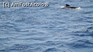 [P33] croaziera de observare delfini si balene » foto by Chloe
 - 
<span class="allrVoted glyphicon glyphicon-heart hidden" id="av1389511"></span>
<a class="m-l-10 hidden" id="sv1389511" onclick="voting_Foto_DelVot(,1389511,4873)" role="button">șterge vot <span class="glyphicon glyphicon-remove"></span></a>
<a id="v91389511" class=" c-red"  onclick="voting_Foto_SetVot(1389511)" role="button"><span class="glyphicon glyphicon-heart-empty"></span> <b>LIKE</b> = Votează poza</a> <img class="hidden"  id="f1389511W9" src="/imagini/loader.gif" border="0" /><span class="AjErrMes hidden" id="e1389511ErM"></span>