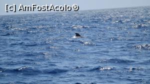 [P36] croaziera de observare delfini si balene » foto by Chloe
 - 
<span class="allrVoted glyphicon glyphicon-heart hidden" id="av1389514"></span>
<a class="m-l-10 hidden" id="sv1389514" onclick="voting_Foto_DelVot(,1389514,4873)" role="button">șterge vot <span class="glyphicon glyphicon-remove"></span></a>
<a id="v91389514" class=" c-red"  onclick="voting_Foto_SetVot(1389514)" role="button"><span class="glyphicon glyphicon-heart-empty"></span> <b>LIKE</b> = Votează poza</a> <img class="hidden"  id="f1389514W9" src="/imagini/loader.gif" border="0" /><span class="AjErrMes hidden" id="e1389514ErM"></span>