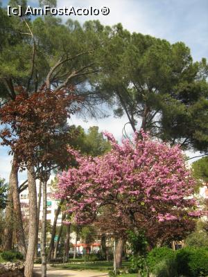 [P13] Parcul inflorit!  » foto by cristina47*
 - 
<span class="allrVoted glyphicon glyphicon-heart hidden" id="av716995"></span>
<a class="m-l-10 hidden" id="sv716995" onclick="voting_Foto_DelVot(,716995,4893)" role="button">șterge vot <span class="glyphicon glyphicon-remove"></span></a>
<a id="v9716995" class=" c-red"  onclick="voting_Foto_SetVot(716995)" role="button"><span class="glyphicon glyphicon-heart-empty"></span> <b>LIKE</b> = Votează poza</a> <img class="hidden"  id="f716995W9" src="/imagini/loader.gif" border="0" /><span class="AjErrMes hidden" id="e716995ErM"></span>