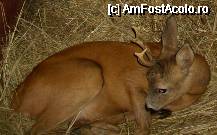 [P19] Caprioara se culca linistita, simtind parca dragostea cu care o protejeaza maicutele. » foto by corinka
 - 
<span class="allrVoted glyphicon glyphicon-heart hidden" id="av47953"></span>
<a class="m-l-10 hidden" id="sv47953" onclick="voting_Foto_DelVot(,47953,4901)" role="button">șterge vot <span class="glyphicon glyphicon-remove"></span></a>
<a id="v947953" class=" c-red"  onclick="voting_Foto_SetVot(47953)" role="button"><span class="glyphicon glyphicon-heart-empty"></span> <b>LIKE</b> = Votează poza</a> <img class="hidden"  id="f47953W9" src="/imagini/loader.gif" border="0" /><span class="AjErrMes hidden" id="e47953ErM"></span>
