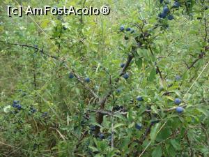 [P36] Din ceea ce știu, aceste fructe de pădure sunt gustoase toamna, după prima brumă. La noi la țară bătrânii le spun poroambe.  » foto by Floryn81
 - 
<span class="allrVoted glyphicon glyphicon-heart hidden" id="av775484"></span>
<a class="m-l-10 hidden" id="sv775484" onclick="voting_Foto_DelVot(,775484,4909)" role="button">șterge vot <span class="glyphicon glyphicon-remove"></span></a>
<a id="v9775484" class=" c-red"  onclick="voting_Foto_SetVot(775484)" role="button"><span class="glyphicon glyphicon-heart-empty"></span> <b>LIKE</b> = Votează poza</a> <img class="hidden"  id="f775484W9" src="/imagini/loader.gif" border="0" /><span class="AjErrMes hidden" id="e775484ErM"></span>
