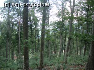 [P42] Printre copacii de pe partea stângă începe să se zărească stațiunea Sovata.  » foto by Floryn81
 - 
<span class="allrVoted glyphicon glyphicon-heart hidden" id="av775492"></span>
<a class="m-l-10 hidden" id="sv775492" onclick="voting_Foto_DelVot(,775492,4909)" role="button">șterge vot <span class="glyphicon glyphicon-remove"></span></a>
<a id="v9775492" class=" c-red"  onclick="voting_Foto_SetVot(775492)" role="button"><span class="glyphicon glyphicon-heart-empty"></span> <b>LIKE</b> = Votează poza</a> <img class="hidden"  id="f775492W9" src="/imagini/loader.gif" border="0" /><span class="AjErrMes hidden" id="e775492ErM"></span>