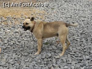 [P23] Spike, cățelul „fioros” de la Hotel Belvedere » foto by crismis
 - 
<span class="allrVoted glyphicon glyphicon-heart hidden" id="av856671"></span>
<a class="m-l-10 hidden" id="sv856671" onclick="voting_Foto_DelVot(,856671,4909)" role="button">șterge vot <span class="glyphicon glyphicon-remove"></span></a>
<a id="v9856671" class=" c-red"  onclick="voting_Foto_SetVot(856671)" role="button"><span class="glyphicon glyphicon-heart-empty"></span> <b>LIKE</b> = Votează poza</a> <img class="hidden"  id="f856671W9" src="/imagini/loader.gif" border="0" /><span class="AjErrMes hidden" id="e856671ErM"></span>