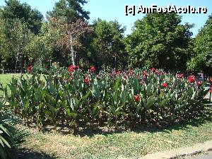 [P36] Frumoase flori in parc » foto by Muffin2009*
 - 
<span class="allrVoted glyphicon glyphicon-heart hidden" id="av347792"></span>
<a class="m-l-10 hidden" id="sv347792" onclick="voting_Foto_DelVot(,347792,5049)" role="button">șterge vot <span class="glyphicon glyphicon-remove"></span></a>
<a id="v9347792" class=" c-red"  onclick="voting_Foto_SetVot(347792)" role="button"><span class="glyphicon glyphicon-heart-empty"></span> <b>LIKE</b> = Votează poza</a> <img class="hidden"  id="f347792W9" src="/imagini/loader.gif" border="0" /><span class="AjErrMes hidden" id="e347792ErM"></span>