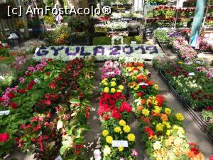 [P22] Bine aţi venit în lumea florilor! Gyula, mai 2018 » foto by traian.leuca †
 - 
<span class="allrVoted glyphicon glyphicon-heart hidden" id="av1126539"></span>
<a class="m-l-10 hidden" id="sv1126539" onclick="voting_Foto_DelVot(,1126539,5072)" role="button">șterge vot <span class="glyphicon glyphicon-remove"></span></a>
<a id="v91126539" class=" c-red"  onclick="voting_Foto_SetVot(1126539)" role="button"><span class="glyphicon glyphicon-heart-empty"></span> <b>LIKE</b> = Votează poza</a> <img class="hidden"  id="f1126539W9" src="/imagini/loader.gif" border="0" /><span class="AjErrMes hidden" id="e1126539ErM"></span>