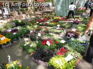 [P23] Bine aţi venit în lumea florilor! Gyula, mai 2018 » foto by traian.leuca †
 - 
<span class="allrVoted glyphicon glyphicon-heart hidden" id="av1126540"></span>
<a class="m-l-10 hidden" id="sv1126540" onclick="voting_Foto_DelVot(,1126540,5072)" role="button">șterge vot <span class="glyphicon glyphicon-remove"></span></a>
<a id="v91126540" class=" c-red"  onclick="voting_Foto_SetVot(1126540)" role="button"><span class="glyphicon glyphicon-heart-empty"></span> <b>LIKE</b> = Votează poza</a> <img class="hidden"  id="f1126540W9" src="/imagini/loader.gif" border="0" /><span class="AjErrMes hidden" id="e1126540ErM"></span>