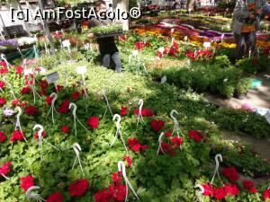 [P24] Bine aţi venit în lumea florilor! Gyula, mai 2018 » foto by traian.leuca †
 - 
<span class="allrVoted glyphicon glyphicon-heart hidden" id="av1126541"></span>
<a class="m-l-10 hidden" id="sv1126541" onclick="voting_Foto_DelVot(,1126541,5072)" role="button">șterge vot <span class="glyphicon glyphicon-remove"></span></a>
<a id="v91126541" class=" c-red"  onclick="voting_Foto_SetVot(1126541)" role="button"><span class="glyphicon glyphicon-heart-empty"></span> <b>LIKE</b> = Votează poza</a> <img class="hidden"  id="f1126541W9" src="/imagini/loader.gif" border="0" /><span class="AjErrMes hidden" id="e1126541ErM"></span>
