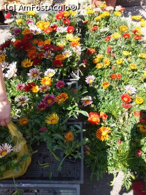 [P26] Bine aţi venit în lumea florilor! Gyula, mai 2018 » foto by traian.leuca †
 - 
<span class="allrVoted glyphicon glyphicon-heart hidden" id="av1126543"></span>
<a class="m-l-10 hidden" id="sv1126543" onclick="voting_Foto_DelVot(,1126543,5072)" role="button">șterge vot <span class="glyphicon glyphicon-remove"></span></a>
<a id="v91126543" class=" c-red"  onclick="voting_Foto_SetVot(1126543)" role="button"><span class="glyphicon glyphicon-heart-empty"></span> <b>LIKE</b> = Votează poza</a> <img class="hidden"  id="f1126543W9" src="/imagini/loader.gif" border="0" /><span class="AjErrMes hidden" id="e1126543ErM"></span>