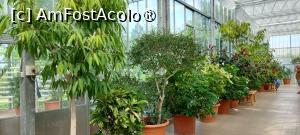 [P18] Grădina Botanică Anastasie Fătu - serele » foto by Carmen Ion
 - 
<span class="allrVoted glyphicon glyphicon-heart hidden" id="av1495689"></span>
<a class="m-l-10 hidden" id="sv1495689" onclick="voting_Foto_DelVot(,1495689,5091)" role="button">șterge vot <span class="glyphicon glyphicon-remove"></span></a>
<a id="v91495689" class=" c-red"  onclick="voting_Foto_SetVot(1495689)" role="button"><span class="glyphicon glyphicon-heart-empty"></span> <b>LIKE</b> = Votează poza</a> <img class="hidden"  id="f1495689W9" src="/imagini/loader.gif" border="0" /><span class="AjErrMes hidden" id="e1495689ErM"></span>