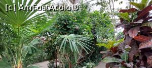 [P19] Grădina Botanică Anastasie Fătu - serele » foto by Carmen Ion
 - 
<span class="allrVoted glyphicon glyphicon-heart hidden" id="av1495690"></span>
<a class="m-l-10 hidden" id="sv1495690" onclick="voting_Foto_DelVot(,1495690,5091)" role="button">șterge vot <span class="glyphicon glyphicon-remove"></span></a>
<a id="v91495690" class=" c-red"  onclick="voting_Foto_SetVot(1495690)" role="button"><span class="glyphicon glyphicon-heart-empty"></span> <b>LIKE</b> = Votează poza</a> <img class="hidden"  id="f1495690W9" src="/imagini/loader.gif" border="0" /><span class="AjErrMes hidden" id="e1495690ErM"></span>