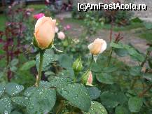 [P24]  -- <small>// FĂRĂ DESCRIERE</small> » foto by trandafir 1970*
 - 
<span class="allrVoted glyphicon glyphicon-heart hidden" id="av32001"></span>
<a class="m-l-10 hidden" id="sv32001" onclick="voting_Foto_DelVot(,32001,5114)" role="button">șterge vot <span class="glyphicon glyphicon-remove"></span></a>
<a id="v932001" class=" c-red"  onclick="voting_Foto_SetVot(32001)" role="button"><span class="glyphicon glyphicon-heart-empty"></span> <b>LIKE</b> = Votează poza</a> <img class="hidden"  id="f32001W9" src="/imagini/loader.gif" border="0" /><span class="AjErrMes hidden" id="e32001ErM"></span>