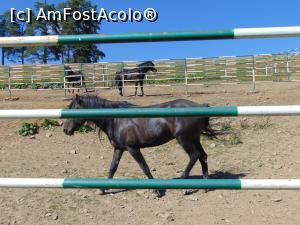 [P25] Manejul armasarilor de la Herghelia Lucina » foto by liviu49
 - 
<span class="allrVoted glyphicon glyphicon-heart hidden" id="av1302665"></span>
<a class="m-l-10 hidden" id="sv1302665" onclick="voting_Foto_DelVot(,1302665,5114)" role="button">șterge vot <span class="glyphicon glyphicon-remove"></span></a>
<a id="v91302665" class=" c-red"  onclick="voting_Foto_SetVot(1302665)" role="button"><span class="glyphicon glyphicon-heart-empty"></span> <b>LIKE</b> = Votează poza</a> <img class="hidden"  id="f1302665W9" src="/imagini/loader.gif" border="0" /><span class="AjErrMes hidden" id="e1302665ErM"></span>