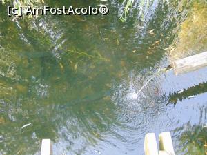 [P51] Bazinul cu pastravi » foto by liviu49
 - 
<span class="allrVoted glyphicon glyphicon-heart hidden" id="av1302691"></span>
<a class="m-l-10 hidden" id="sv1302691" onclick="voting_Foto_DelVot(,1302691,5114)" role="button">șterge vot <span class="glyphicon glyphicon-remove"></span></a>
<a id="v91302691" class=" c-red"  onclick="voting_Foto_SetVot(1302691)" role="button"><span class="glyphicon glyphicon-heart-empty"></span> <b>LIKE</b> = Votează poza</a> <img class="hidden"  id="f1302691W9" src="/imagini/loader.gif" border="0" /><span class="AjErrMes hidden" id="e1302691ErM"></span>