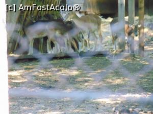 [P20]  -- <small>// FĂRĂ DESCRIERE</small> » foto by liviu49
 - 
<span class="allrVoted glyphicon glyphicon-heart hidden" id="av1303169"></span>
<a class="m-l-10 hidden" id="sv1303169" onclick="voting_Foto_DelVot(,1303169,5114)" role="button">șterge vot <span class="glyphicon glyphicon-remove"></span></a>
<a id="v91303169" class=" c-red"  onclick="voting_Foto_SetVot(1303169)" role="button"><span class="glyphicon glyphicon-heart-empty"></span> <b>LIKE</b> = Votează poza</a> <img class="hidden"  id="f1303169W9" src="/imagini/loader.gif" border="0" /><span class="AjErrMes hidden" id="e1303169ErM"></span>