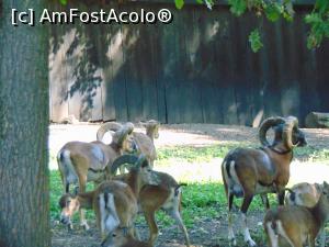 [P22] Alt grup de mufloni . » foto by liviu49
 - 
<span class="allrVoted glyphicon glyphicon-heart hidden" id="av1303171"></span>
<a class="m-l-10 hidden" id="sv1303171" onclick="voting_Foto_DelVot(,1303171,5114)" role="button">șterge vot <span class="glyphicon glyphicon-remove"></span></a>
<a id="v91303171" class=" c-red"  onclick="voting_Foto_SetVot(1303171)" role="button"><span class="glyphicon glyphicon-heart-empty"></span> <b>LIKE</b> = Votează poza</a> <img class="hidden"  id="f1303171W9" src="/imagini/loader.gif" border="0" /><span class="AjErrMes hidden" id="e1303171ErM"></span>