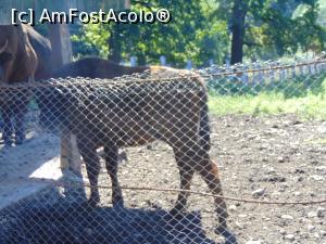 [P23] Si ajungem la vedetele gradinii : zimbrii . » foto by liviu49
 - 
<span class="allrVoted glyphicon glyphicon-heart hidden" id="av1303172"></span>
<a class="m-l-10 hidden" id="sv1303172" onclick="voting_Foto_DelVot(,1303172,5114)" role="button">șterge vot <span class="glyphicon glyphicon-remove"></span></a>
<a id="v91303172" class=" c-red"  onclick="voting_Foto_SetVot(1303172)" role="button"><span class="glyphicon glyphicon-heart-empty"></span> <b>LIKE</b> = Votează poza</a> <img class="hidden"  id="f1303172W9" src="/imagini/loader.gif" border="0" /><span class="AjErrMes hidden" id="e1303172ErM"></span>