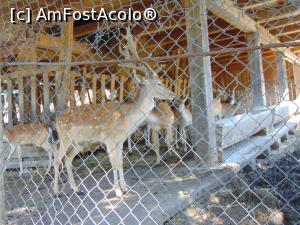 [P29] Tarcul cerbilor lopatari . » foto by liviu49
 - 
<span class="allrVoted glyphicon glyphicon-heart hidden" id="av1303178"></span>
<a class="m-l-10 hidden" id="sv1303178" onclick="voting_Foto_DelVot(,1303178,5114)" role="button">șterge vot <span class="glyphicon glyphicon-remove"></span></a>
<a id="v91303178" class=" c-red"  onclick="voting_Foto_SetVot(1303178)" role="button"><span class="glyphicon glyphicon-heart-empty"></span> <b>LIKE</b> = Votează poza</a> <img class="hidden"  id="f1303178W9" src="/imagini/loader.gif" border="0" /><span class="AjErrMes hidden" id="e1303178ErM"></span>